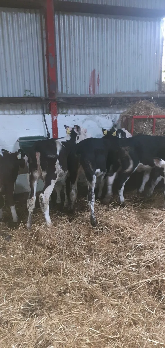 Weaned calves for sale - Image 1