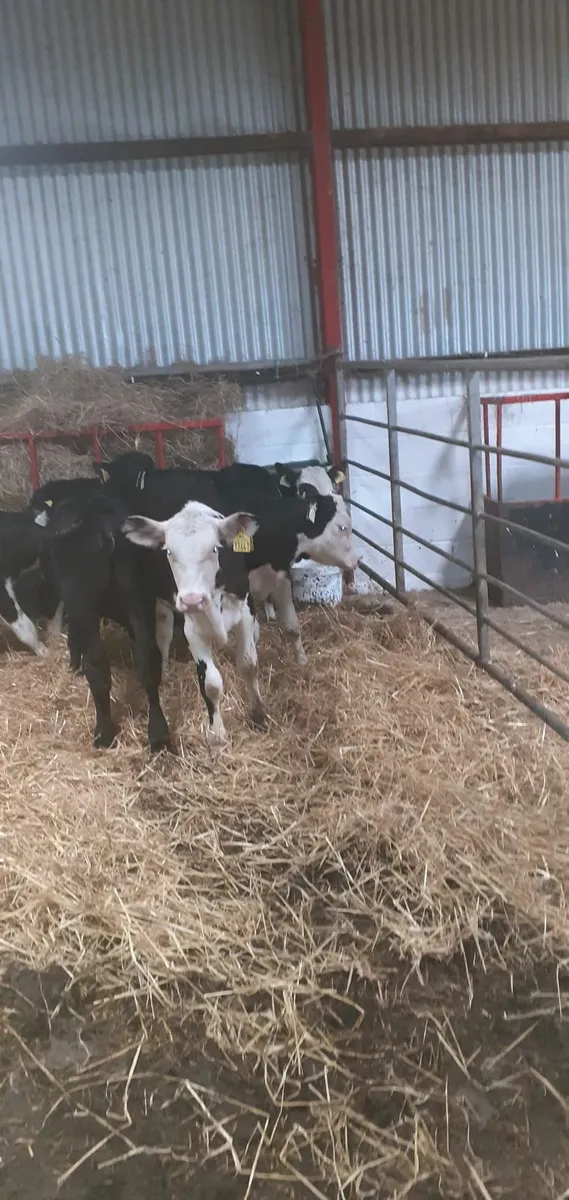 Weaned calves for sale - Image 2