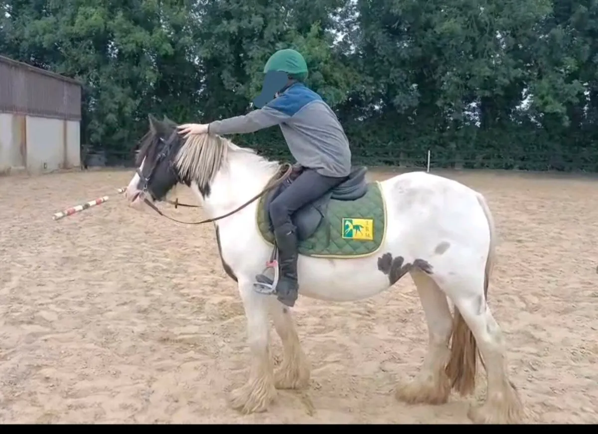 4yo cob - Image 3