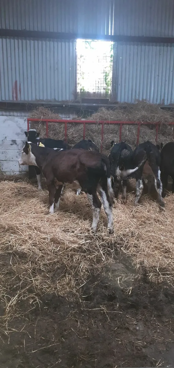 Weaned calves for sale - Image 3