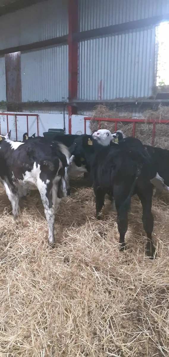 Weaned calves for sale - Image 4