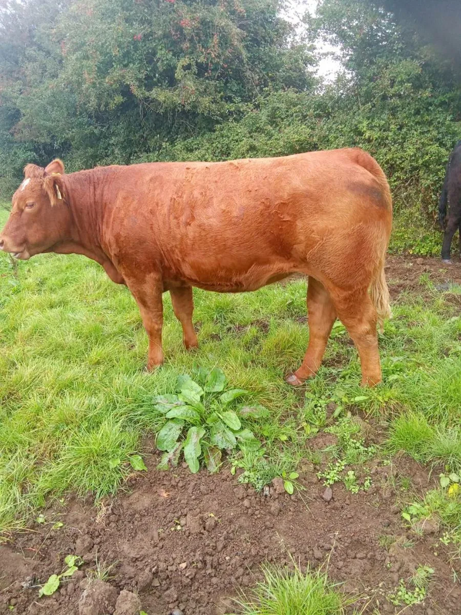 Suckler heifer - Image 2