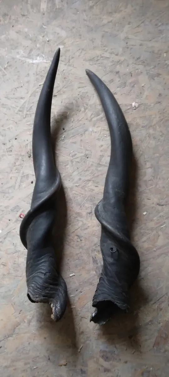 large unusual horns - Image 2