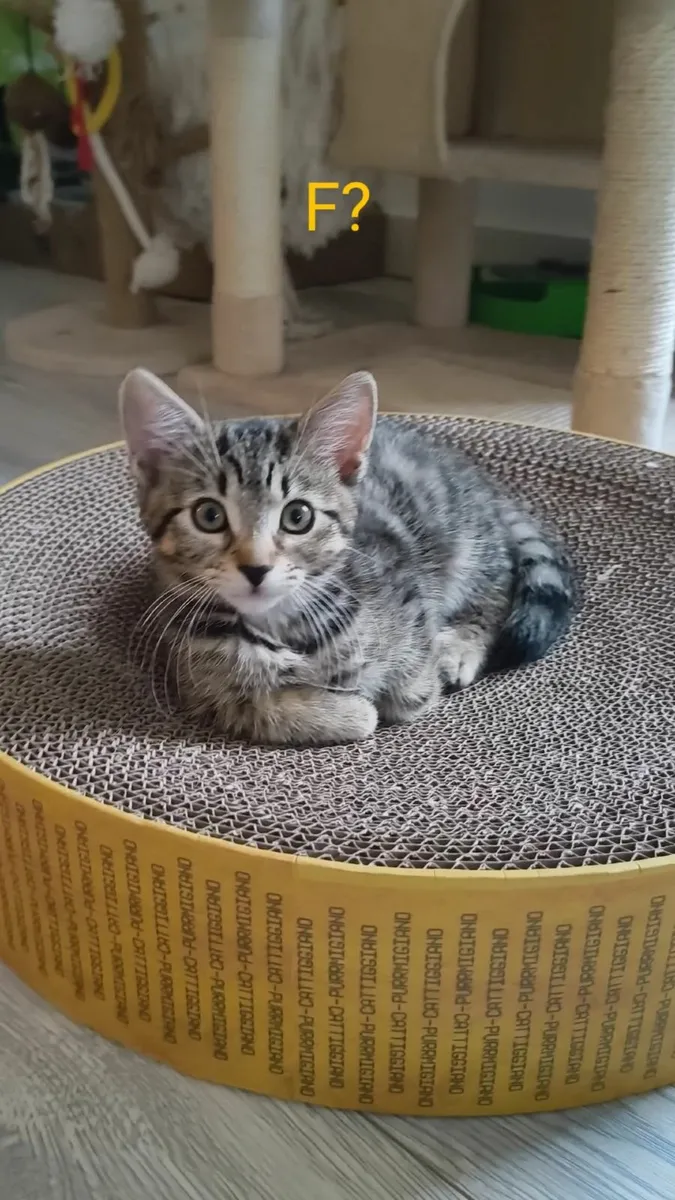 Kittens - Image 2