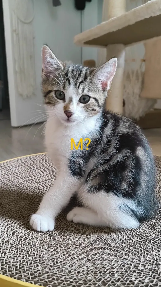 Kittens - Image 3