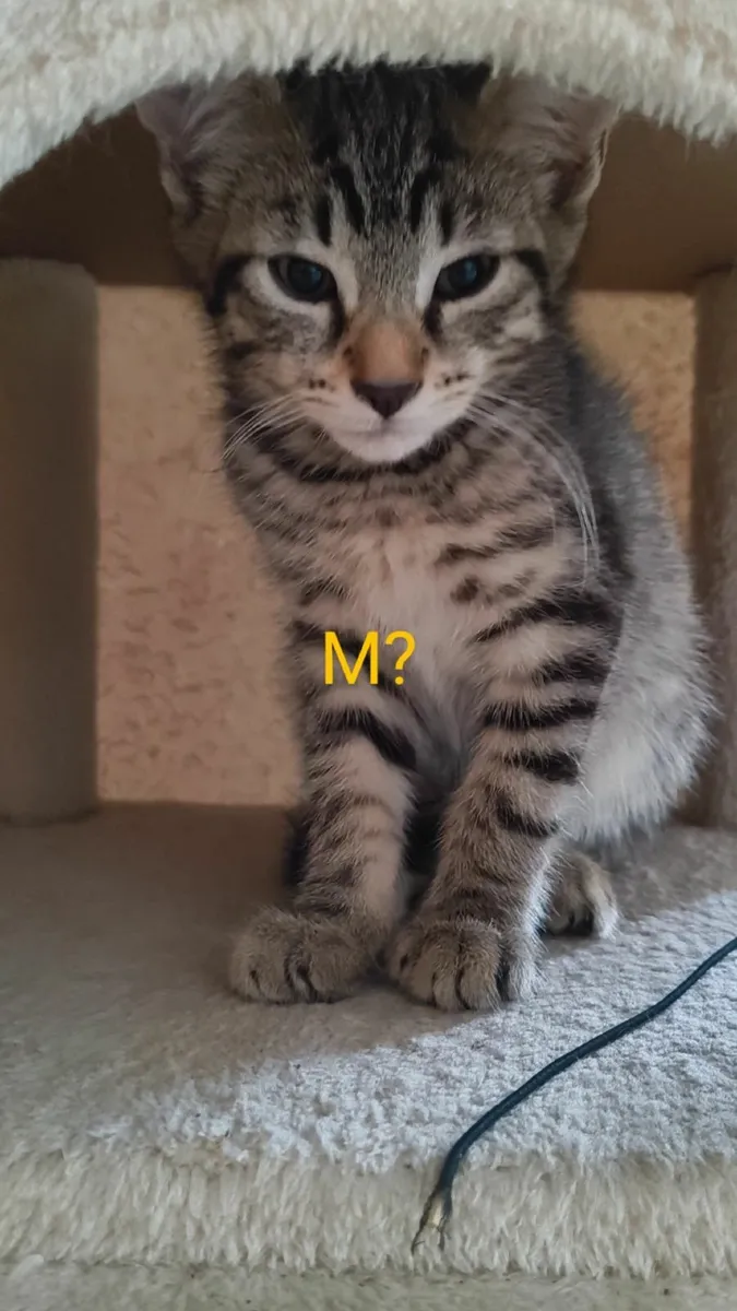 Kittens - Image 4