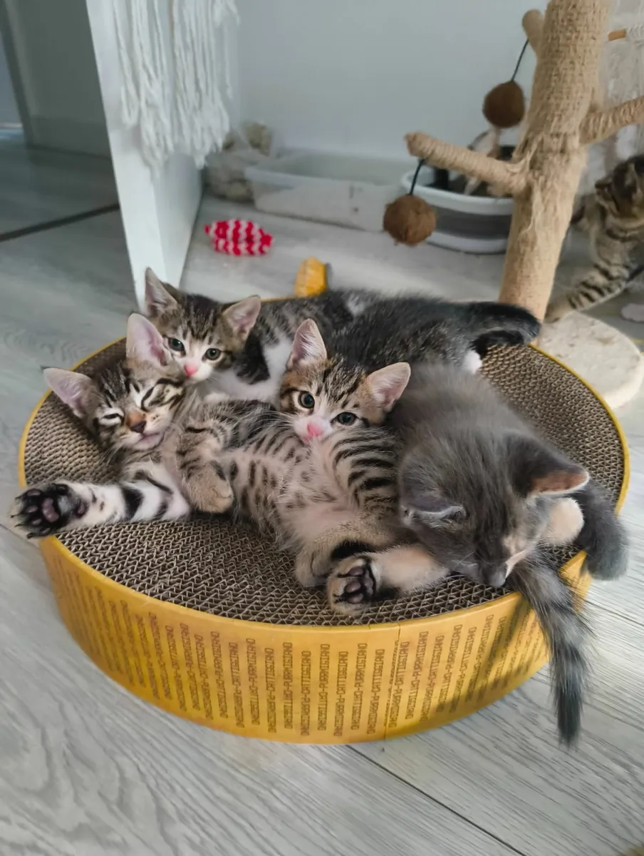 Kittens - Image 1