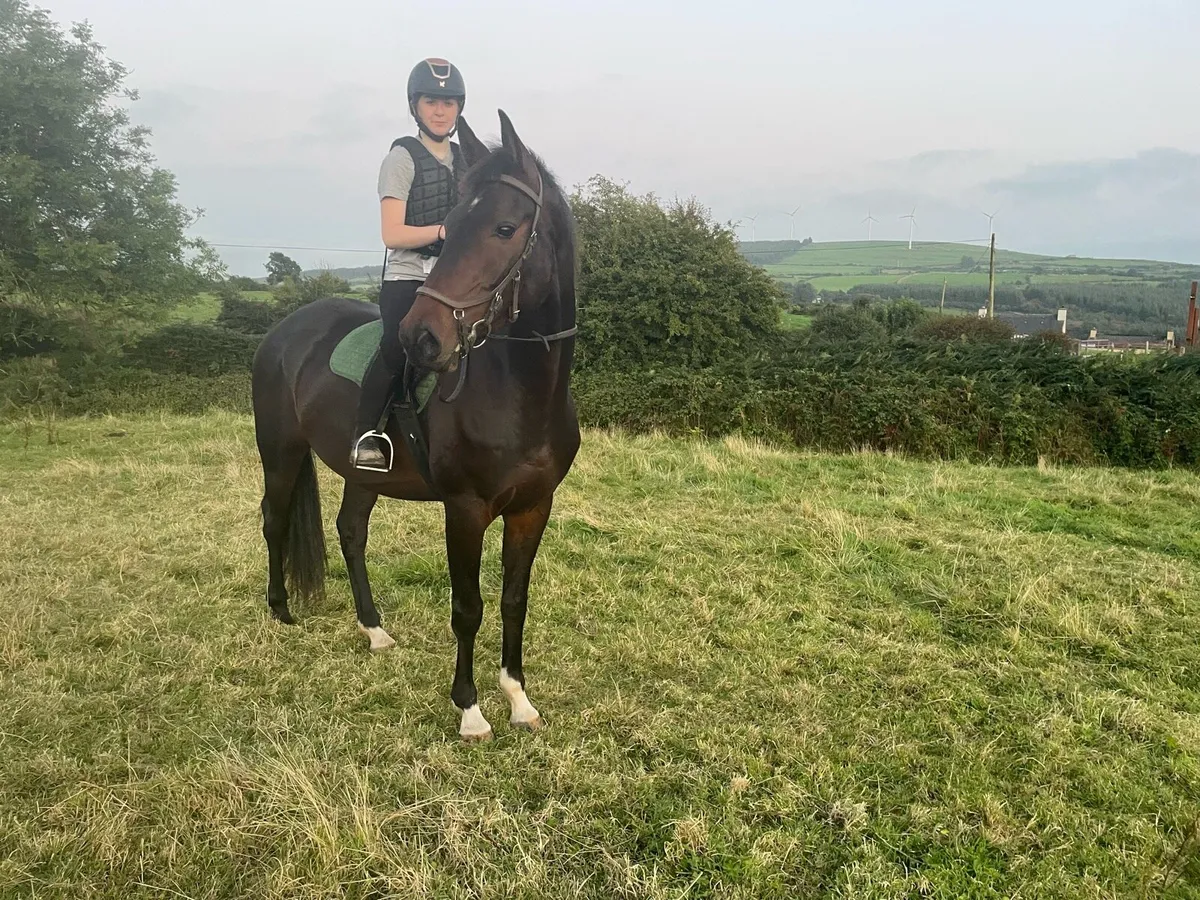 6yr old Gelding - Image 1