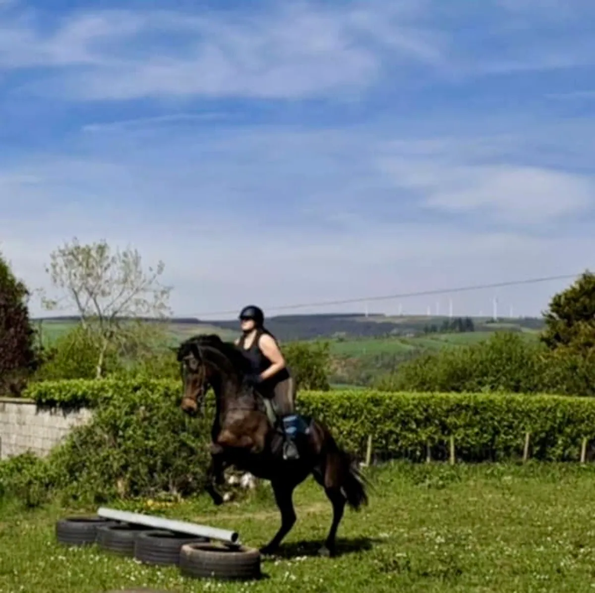 6yr old Gelding - Image 4