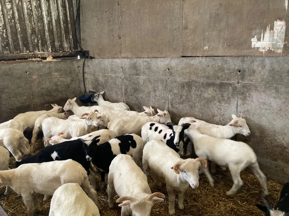 Organic Wether Lambs - Image 1