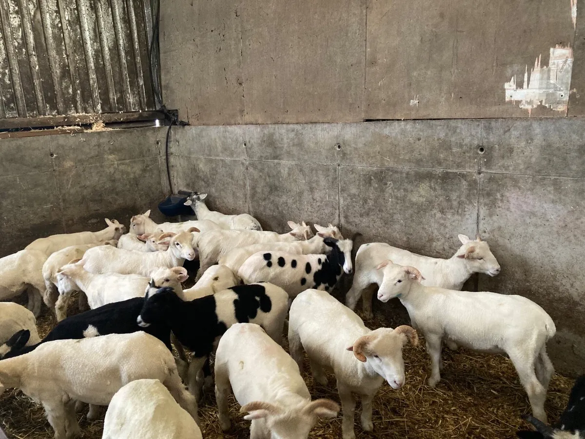 Organic Wether Lambs - Image 2