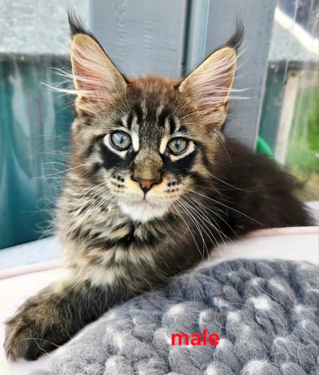 Maine Coon kittens - Image 1