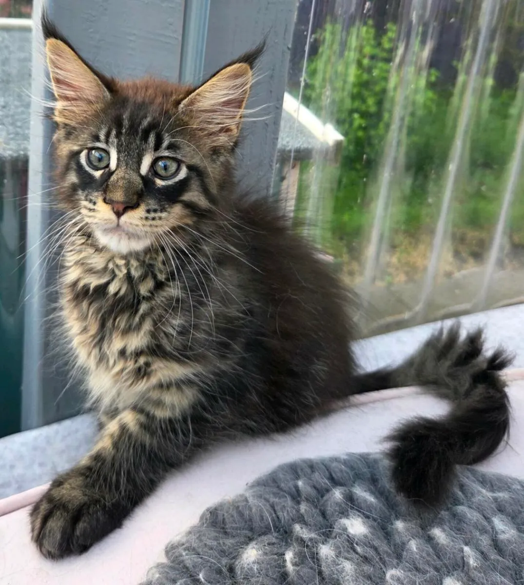 Maine Coon kittens - Image 2