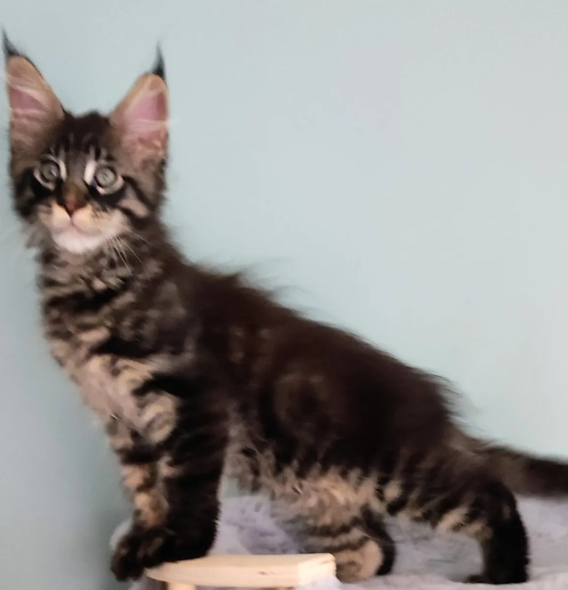 Maine Coon kittens - Image 3