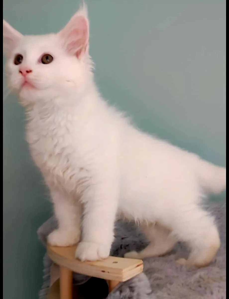 Maine Coon kittens - Image 4