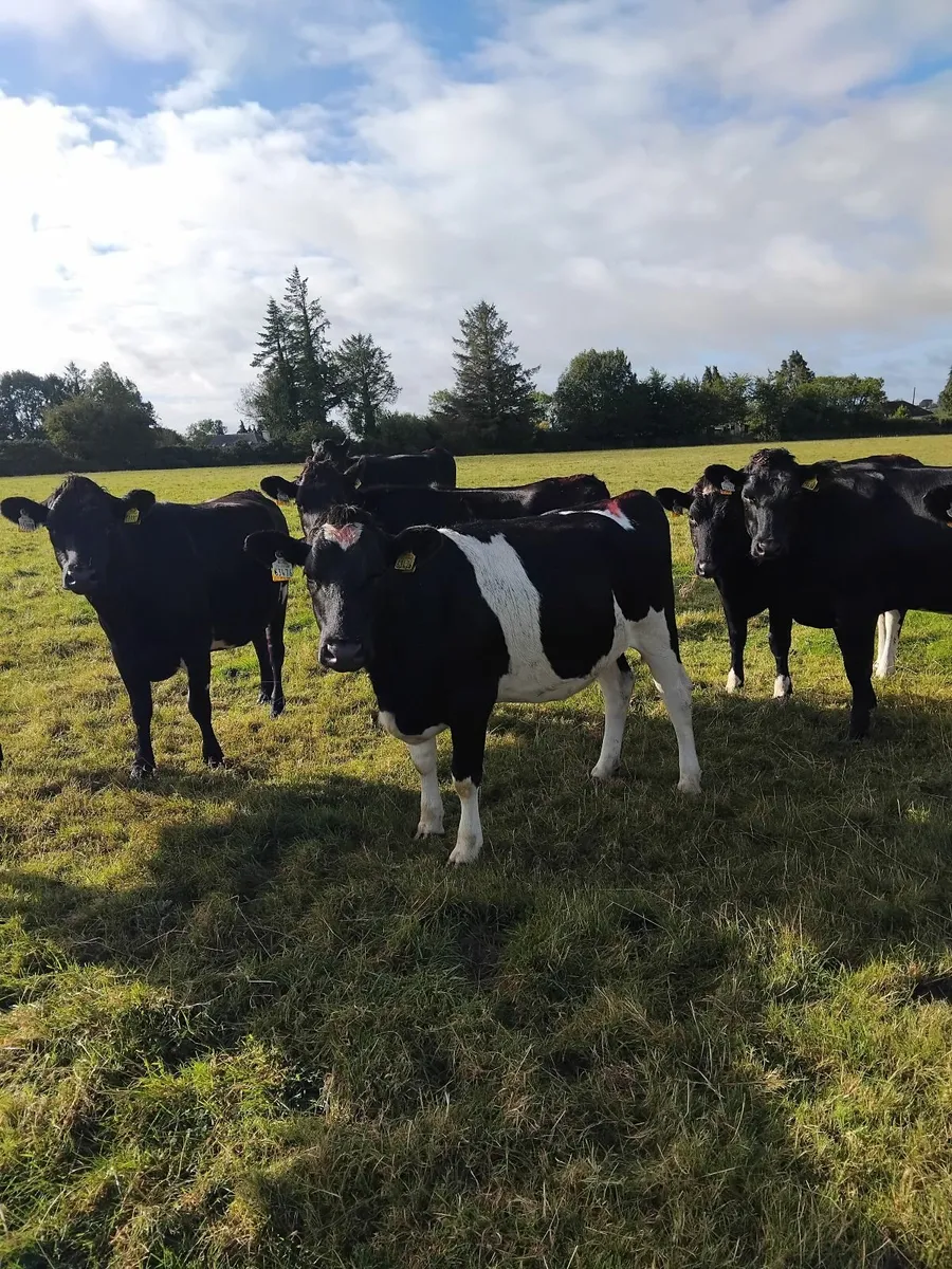 11 Maiden heifers - Image 1