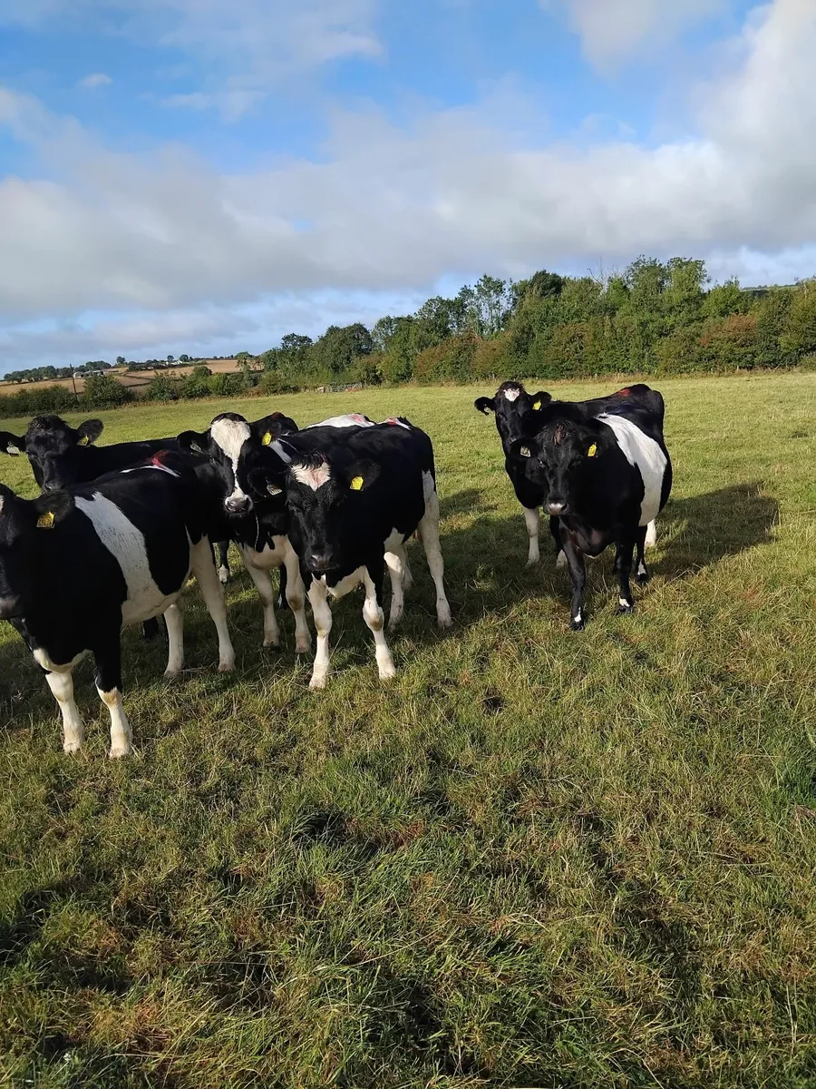 11 Maiden heifers - Image 2