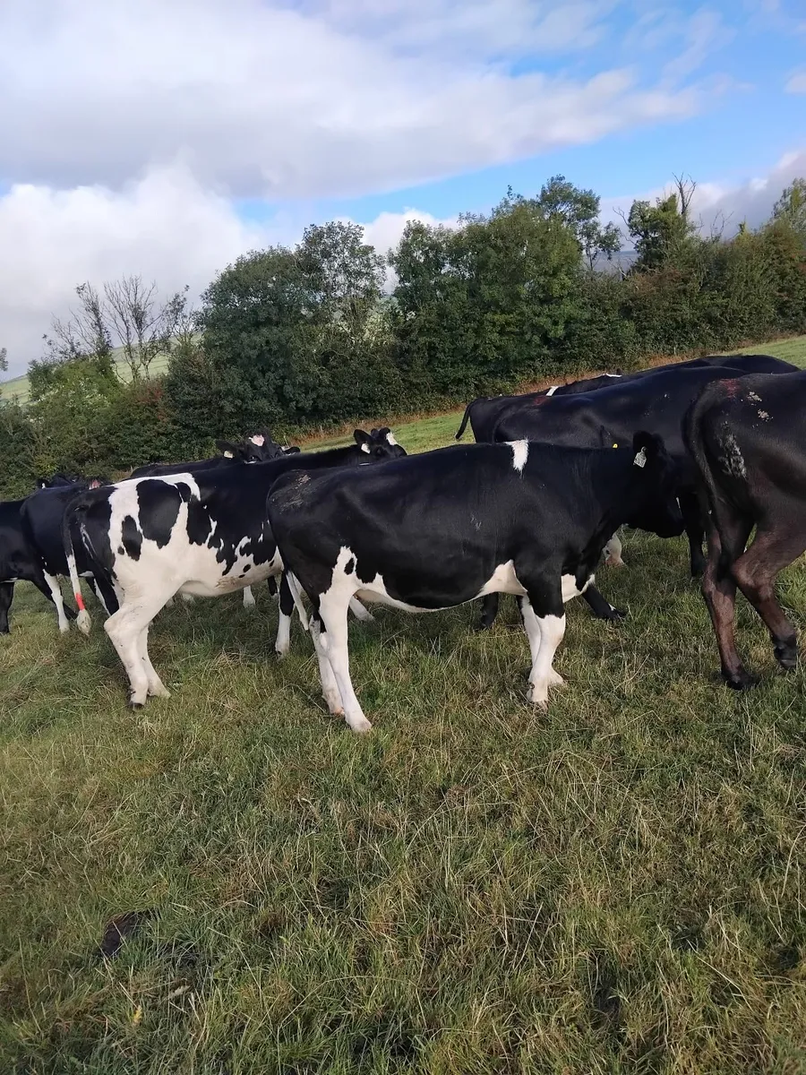 11 Maiden heifers - Image 3