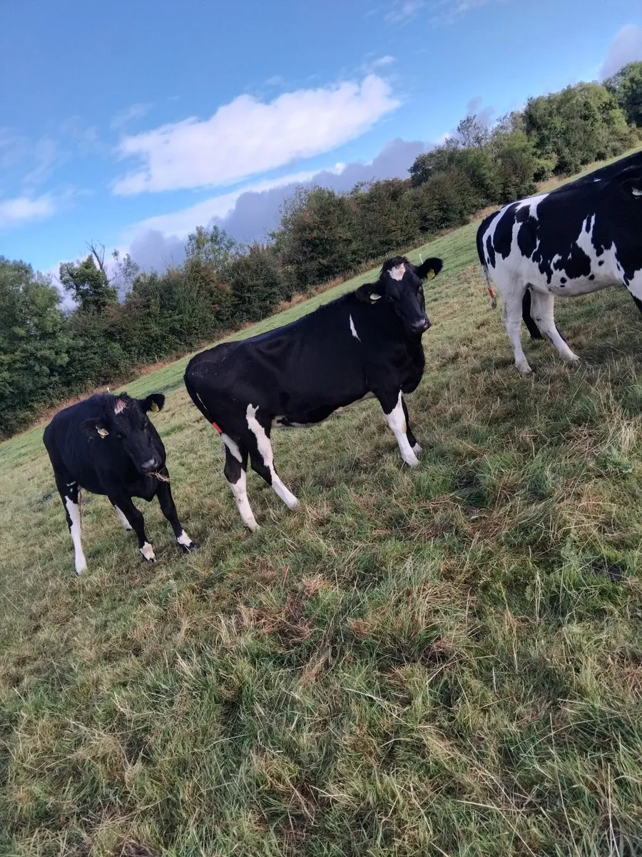 11 Maiden heifers - Image 4