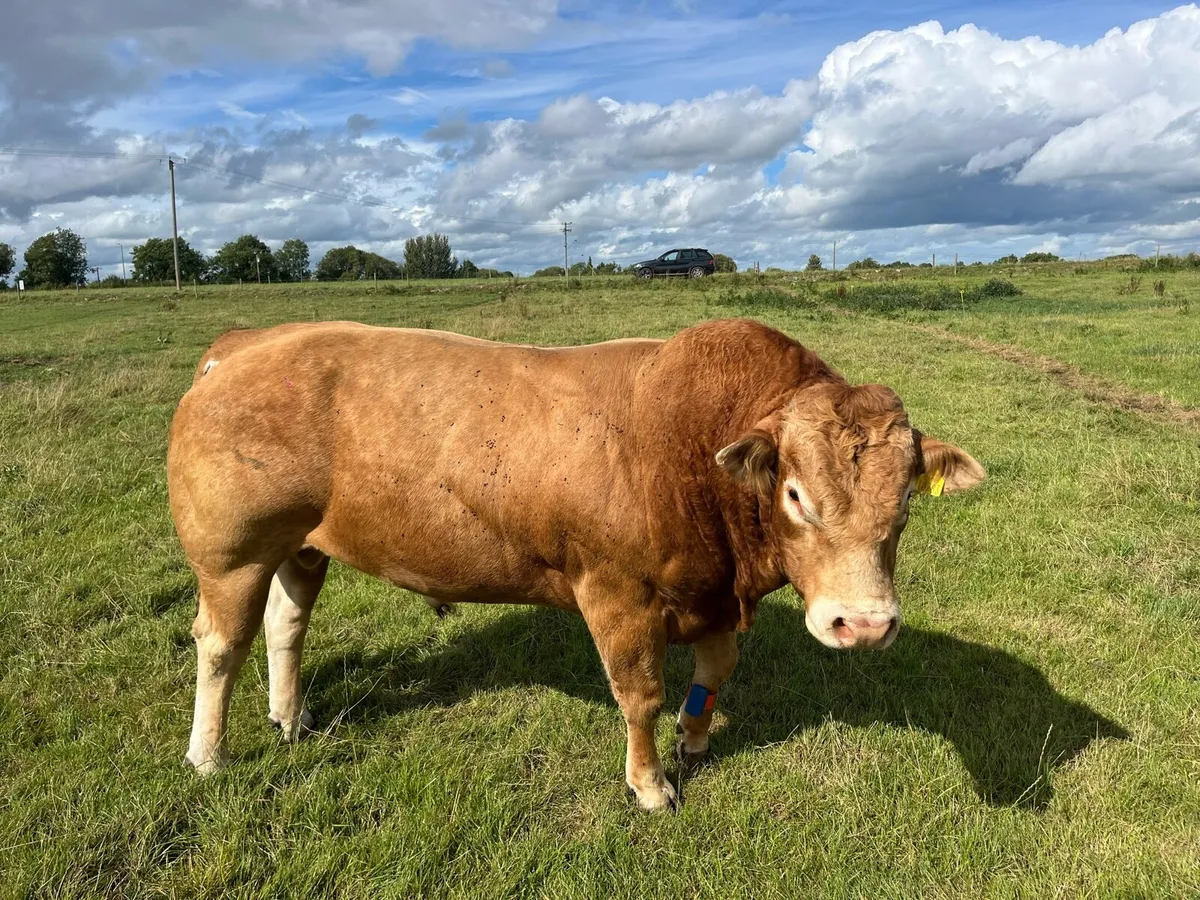 Limousin bull - Image 1