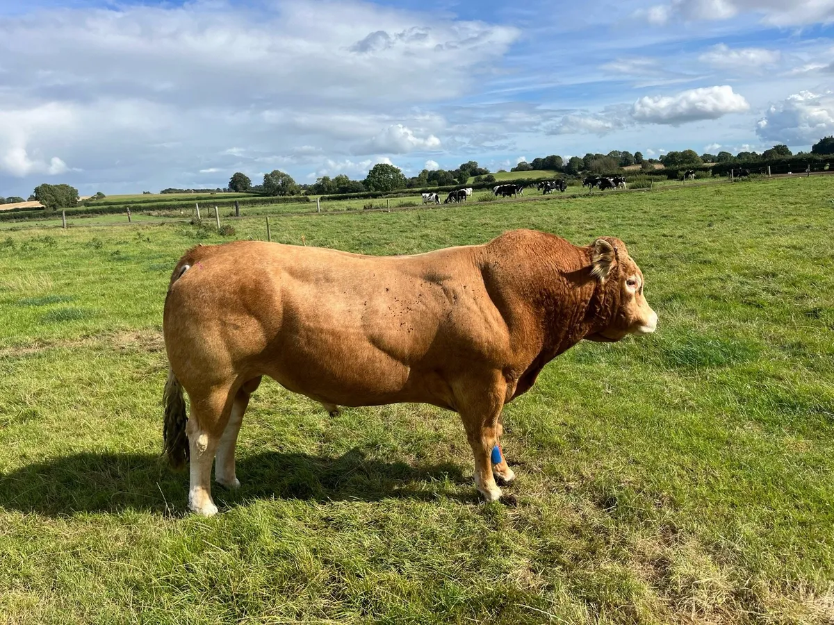 Limousin bull - Image 2