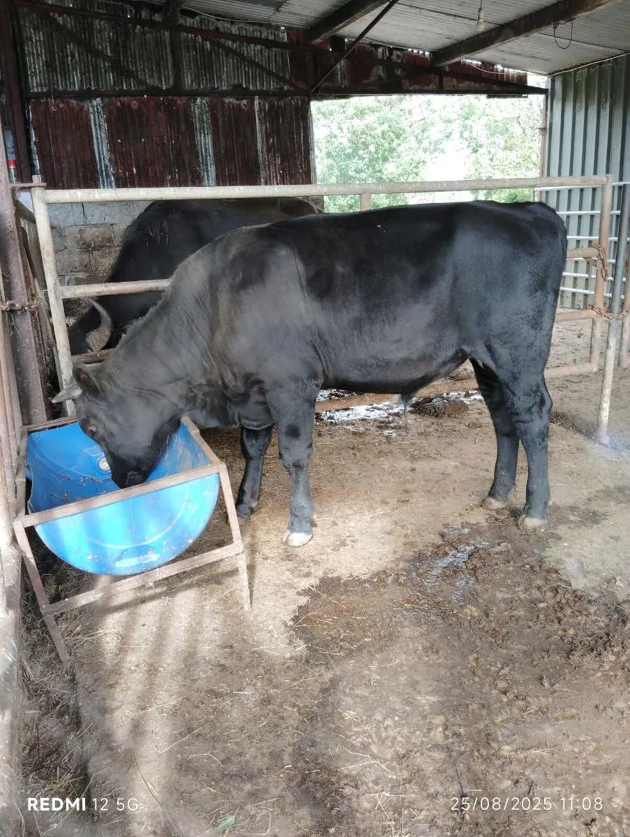 Droimeann Bull...(sale or swap) - Image 2