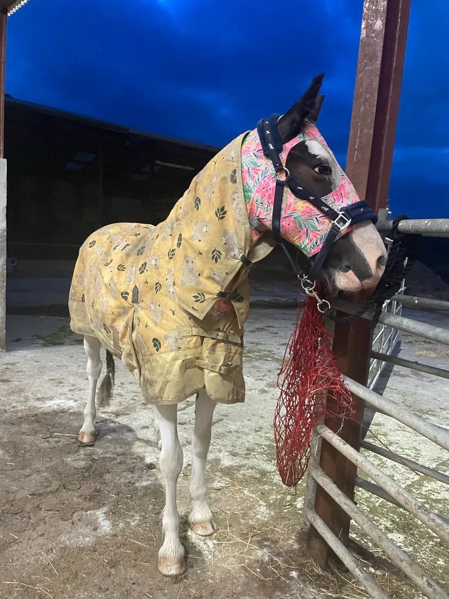 Penny 2yo 14.3 filly - Image 2
