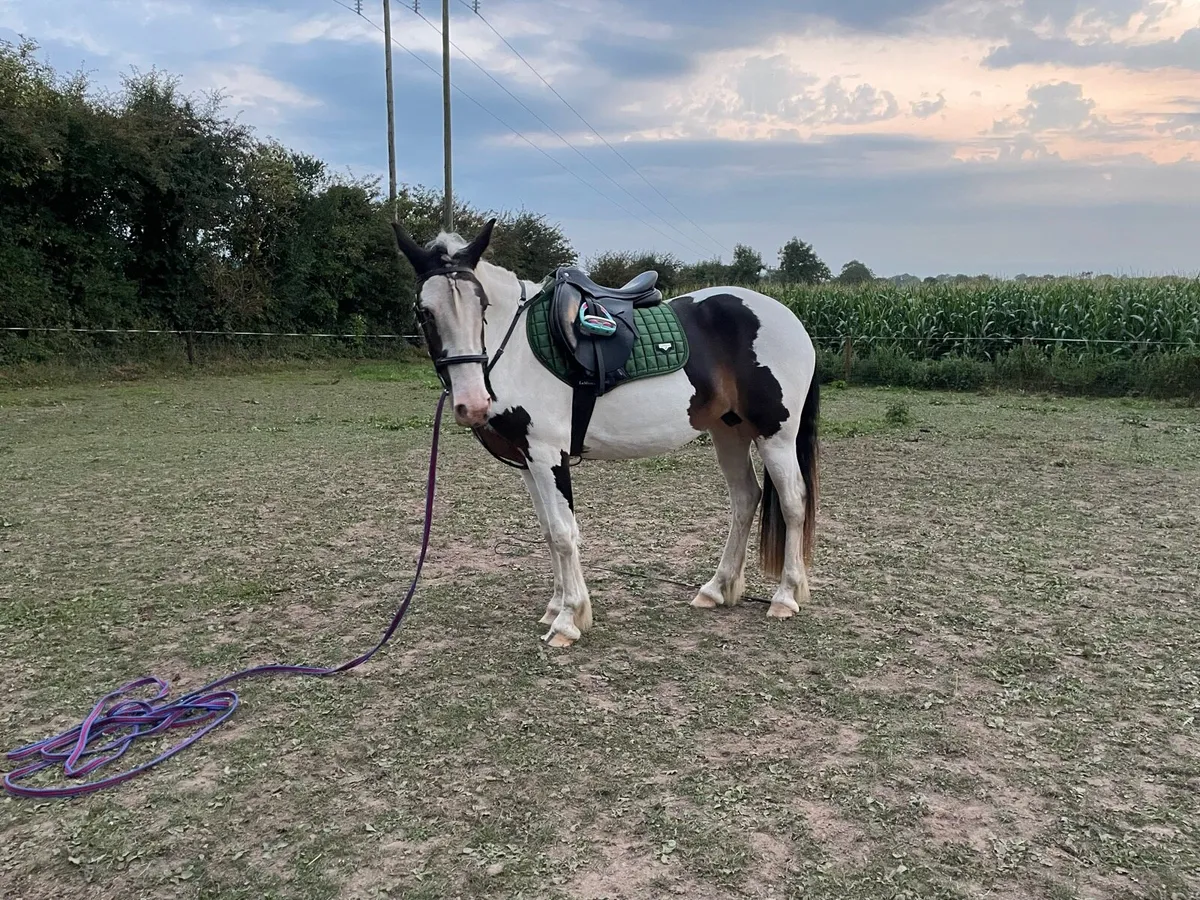 Penny 2yo 14.3 filly - Image 4