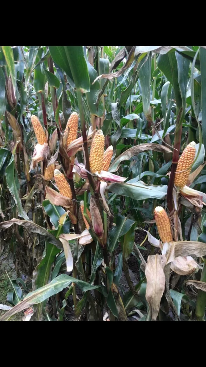 Baled Maize - Image 4
