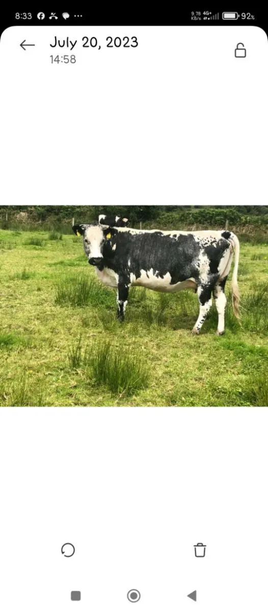 Droimeann Bull...(sale or swap) - Image 4
