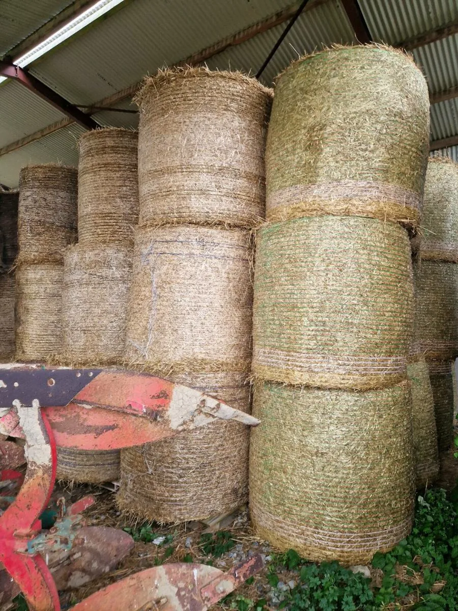 Silage maize straw - Image 1