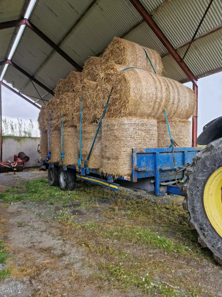 Silage maize straw - Image 2