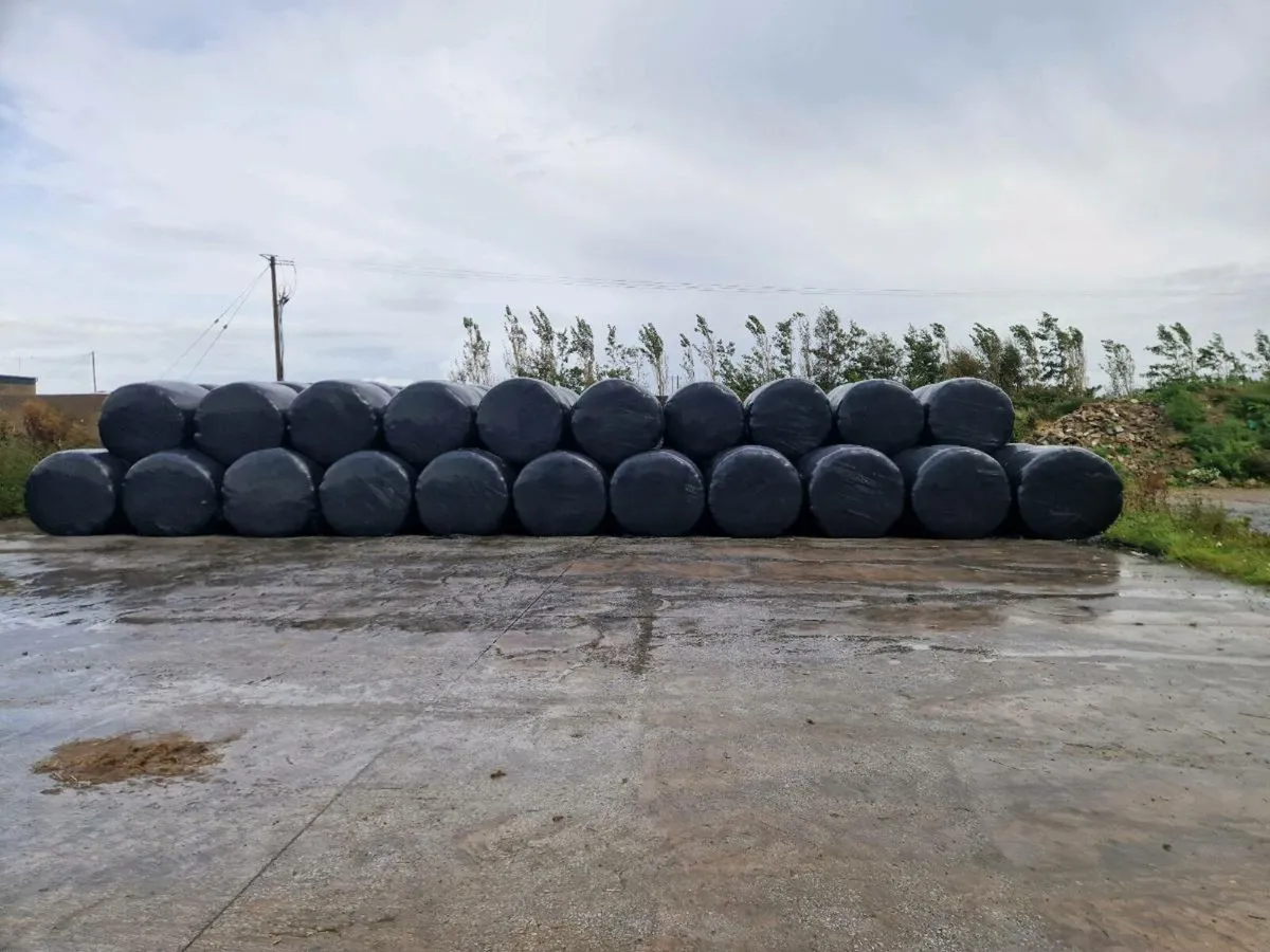 Silage maize straw - Image 3