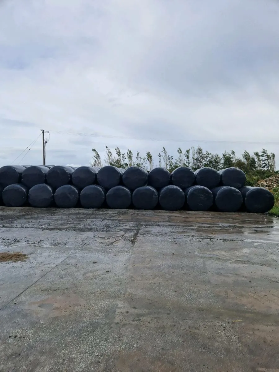 Silage maize straw - Image 4