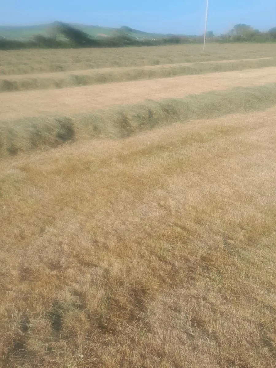 Haylage - Image 2