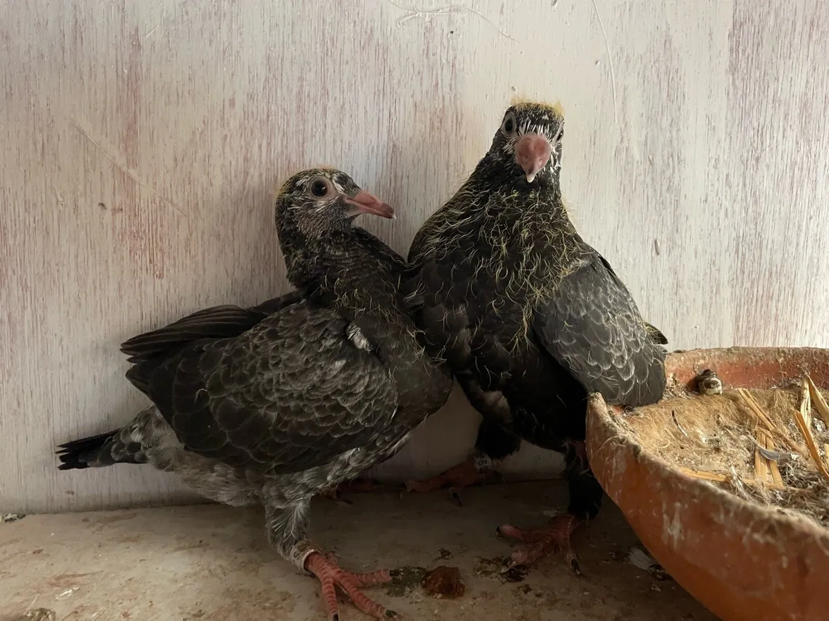 Racing pigeons - Image 2
