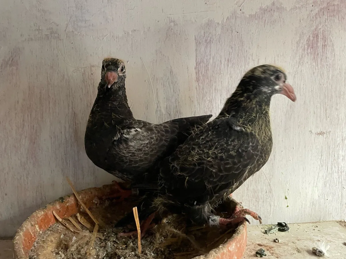 Racing pigeons - Image 3