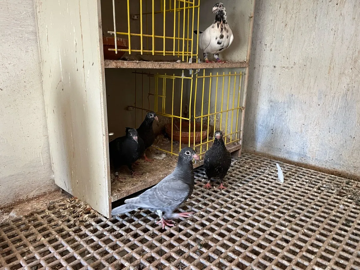 Racing pigeons - Image 4