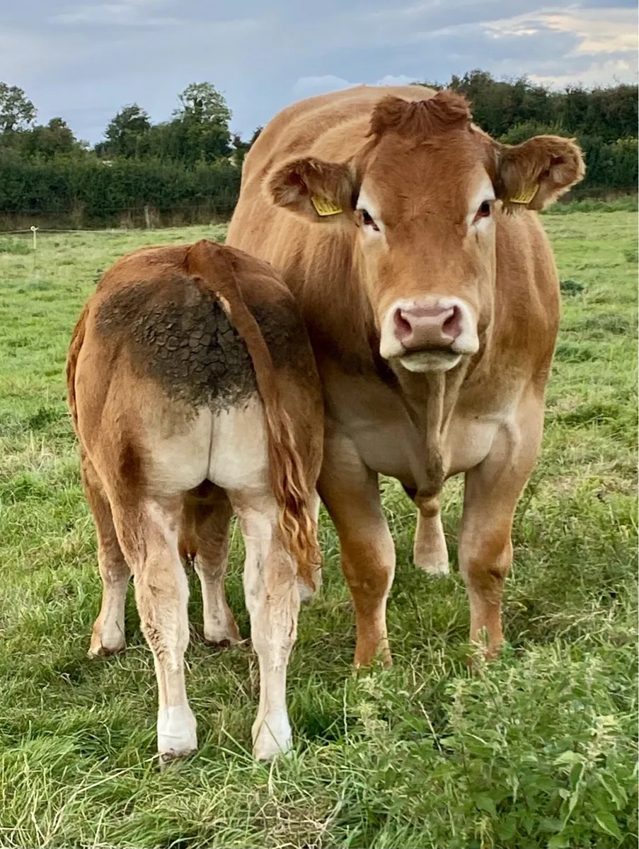Super young Limousin bull - Image 2
