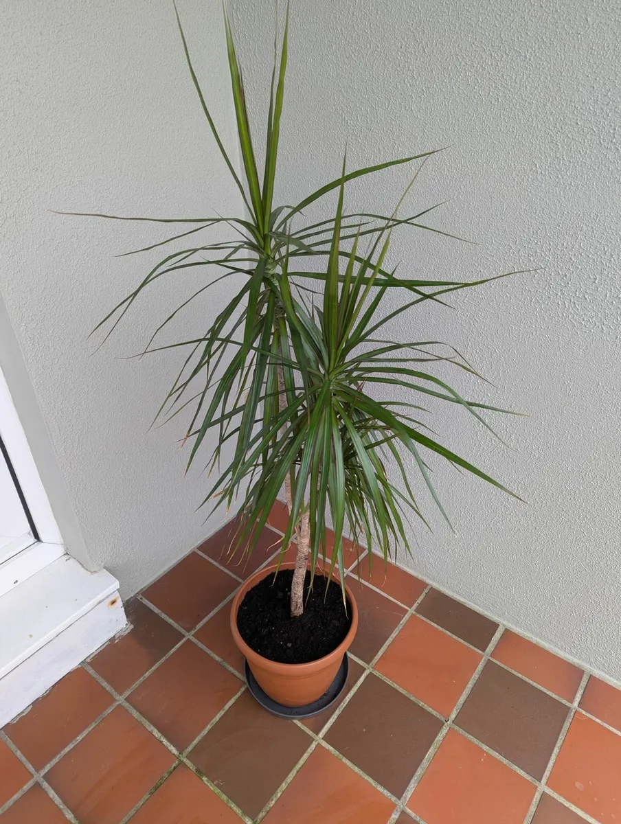 Dracaena plant - Image 1