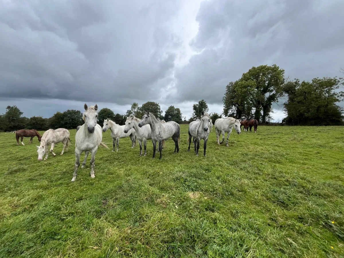 Connemara ponies, Granard mart 28th Aug - Image 2