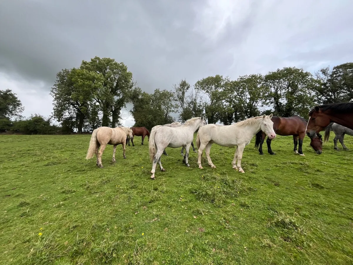 Connemara ponies, Granard mart 28th Aug - Image 3