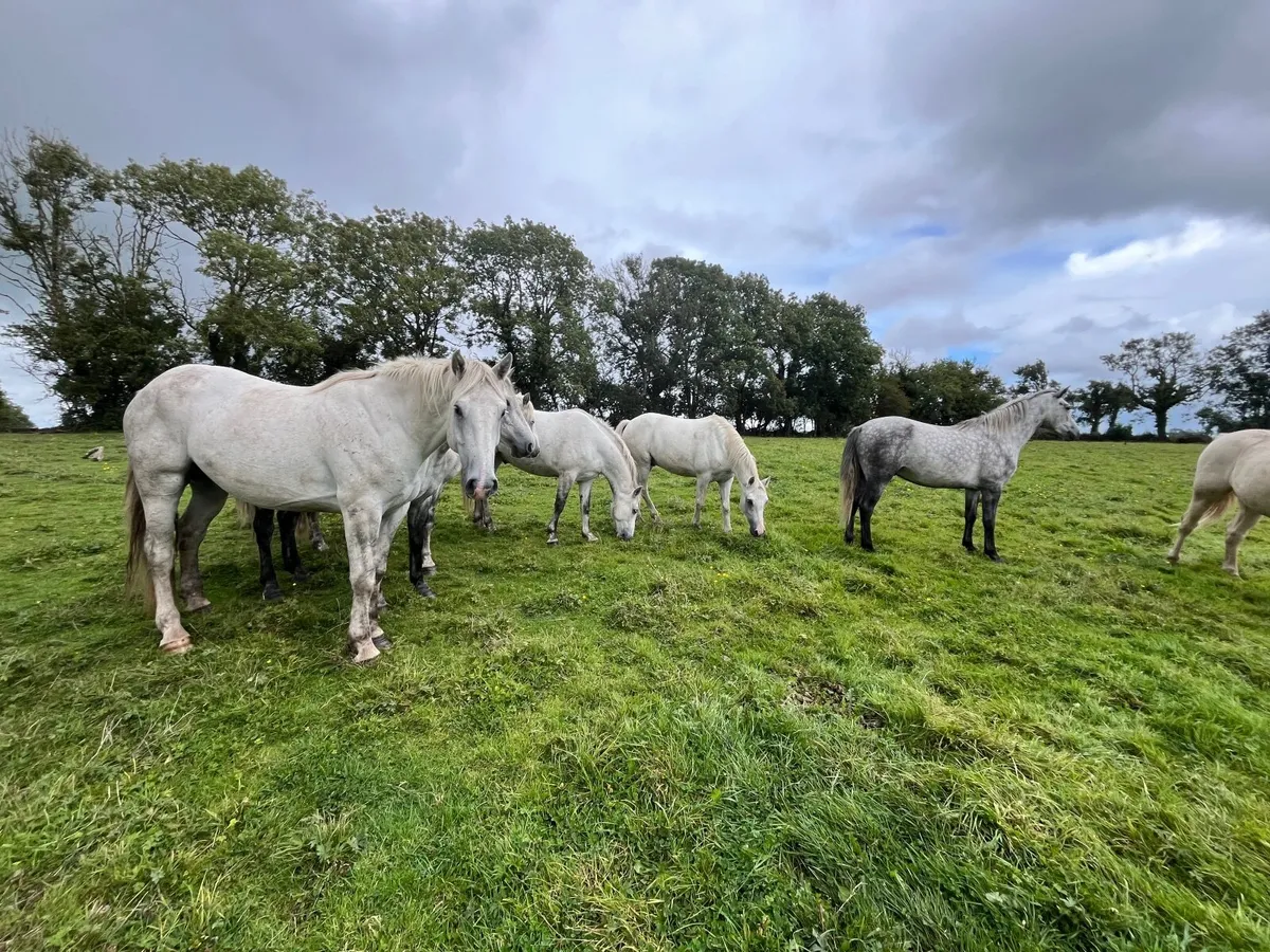 Connemara ponies, Granard mart 28th Aug - Image 4