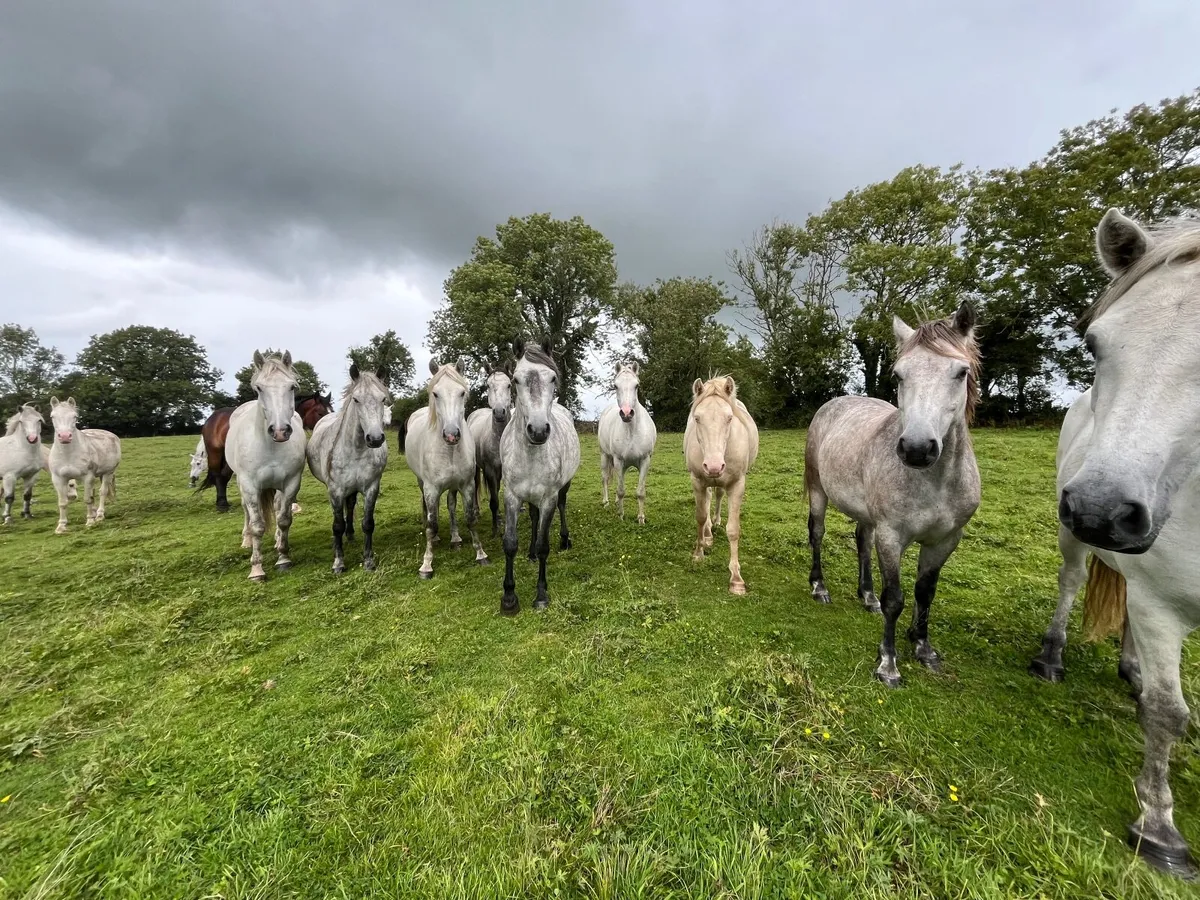 Connemara ponies, Granard mart 28th Aug - Image 1
