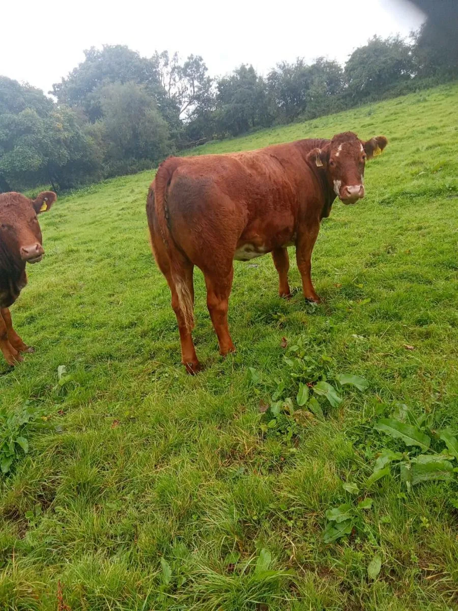 Suckler heifer - Image 3