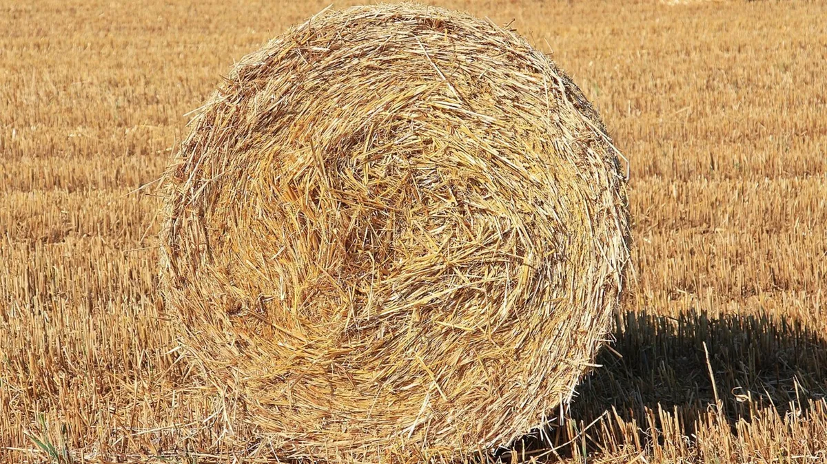 Oaten Straw - Image 2