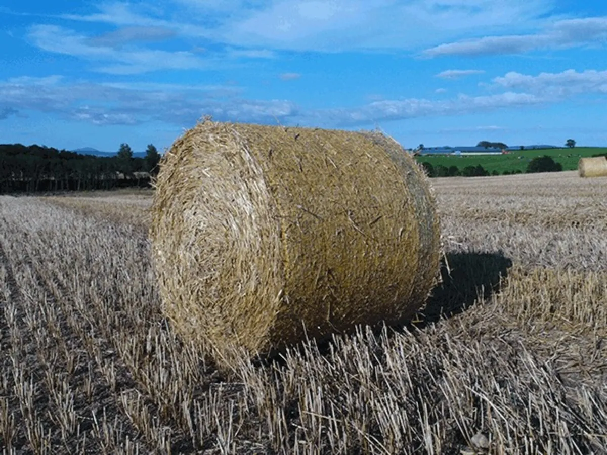 Oaten Straw - Image 1