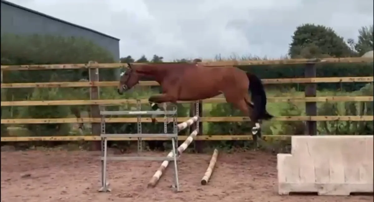 horse - Image 3