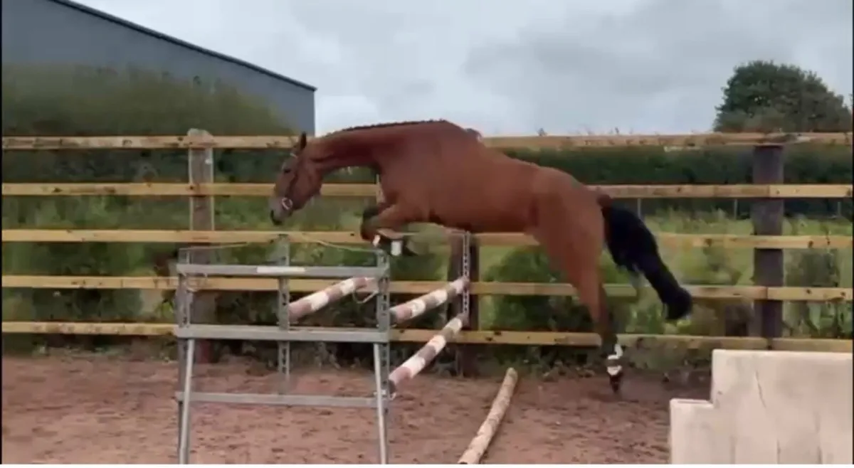 horse - Image 1