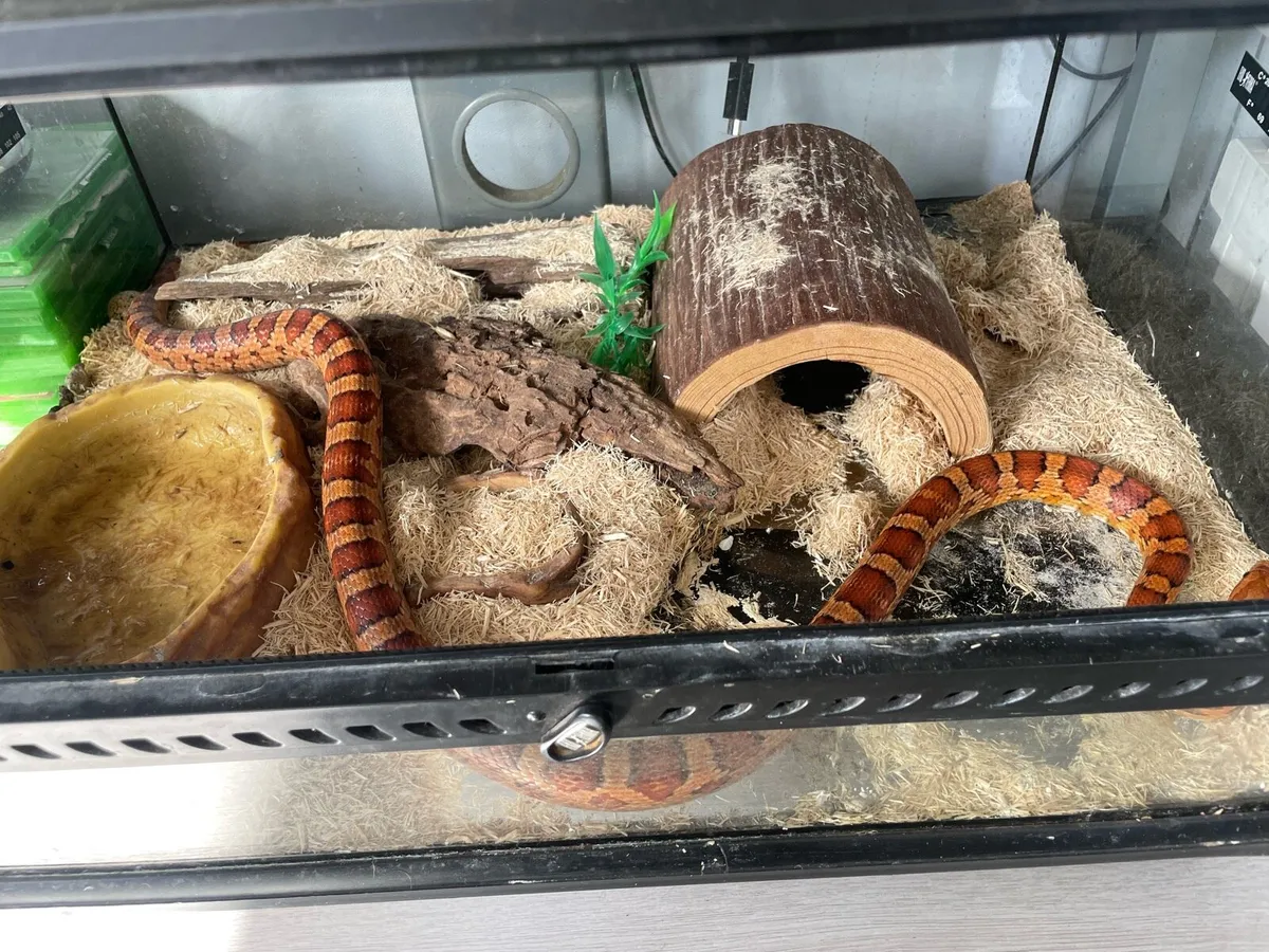 Corn snake with tank - Image 1
